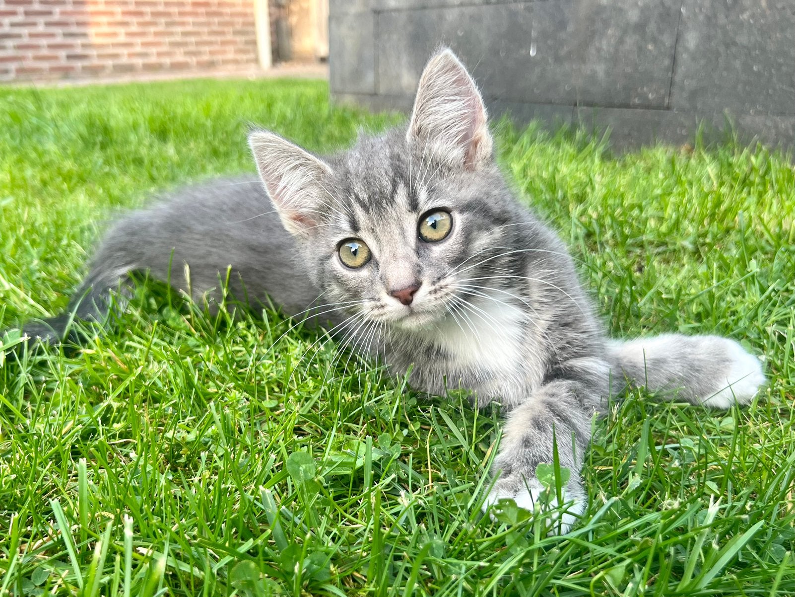 Ragdoll kruising katertjes beschikbaar, Kater, Ontwormd, 0 tot 2 jaar