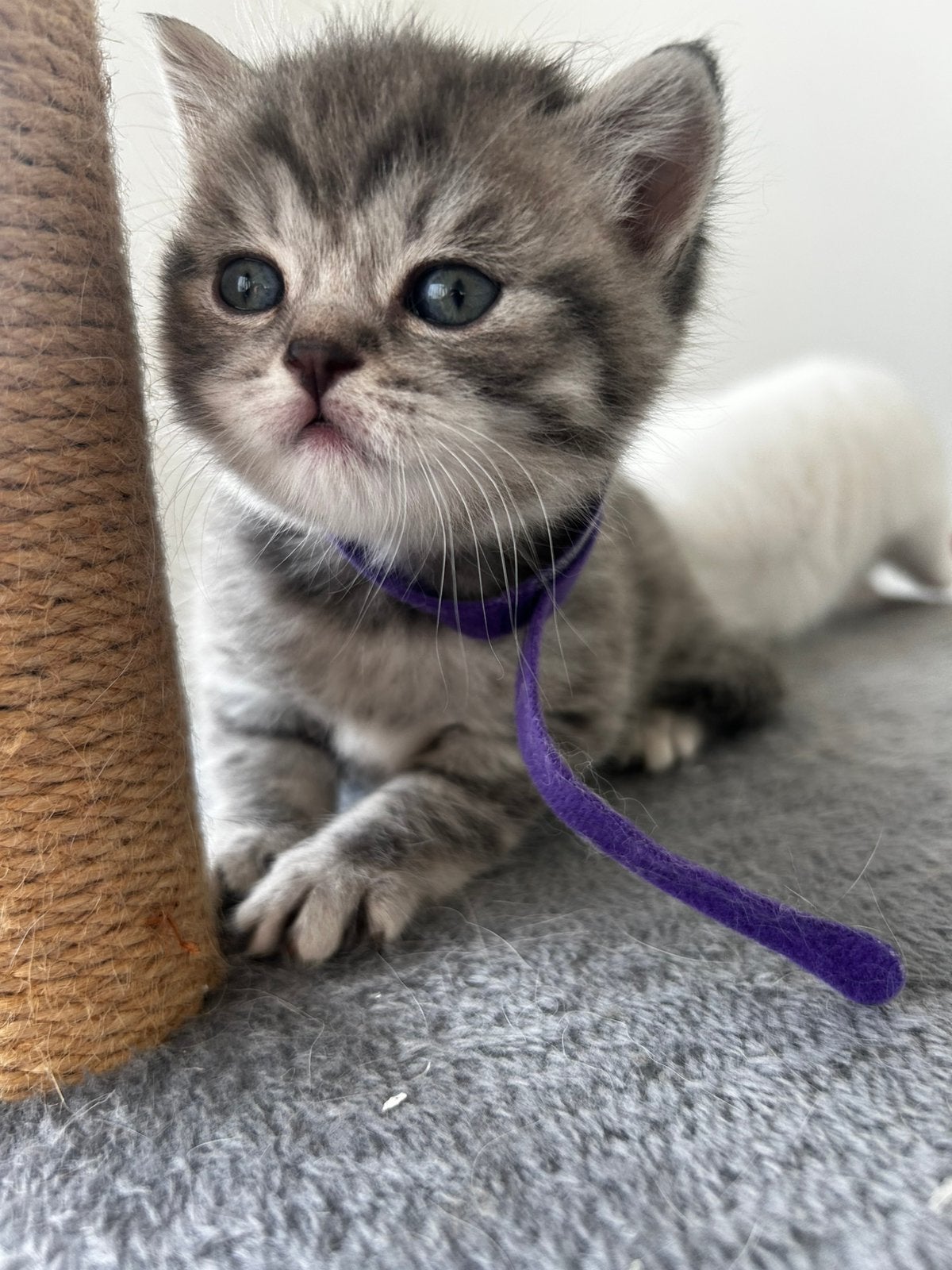Britse korthaar kittens, Dieren en Toebehoren, Katten en Kittens | Overige Katten, Meerdere dieren
