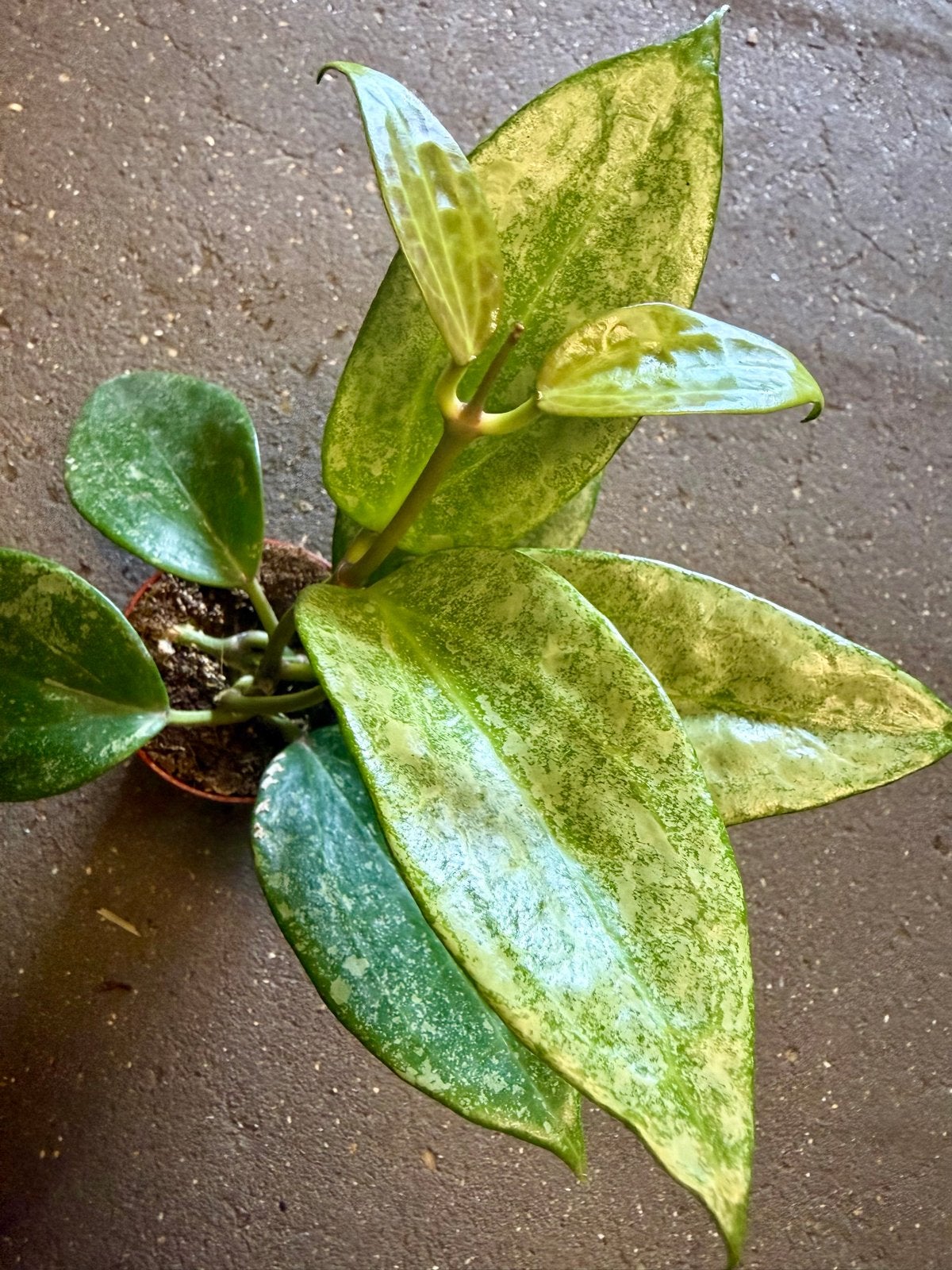 Hoya Wilbur Graves p9, Ophalen of Verzenden