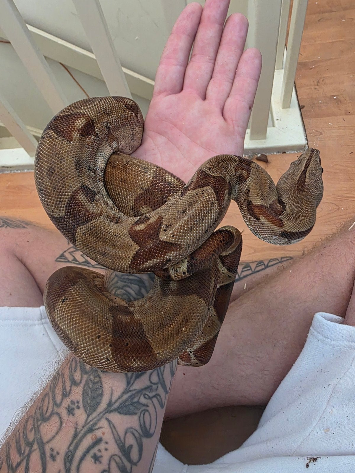boa constrictor Boa Constrictor photo 2