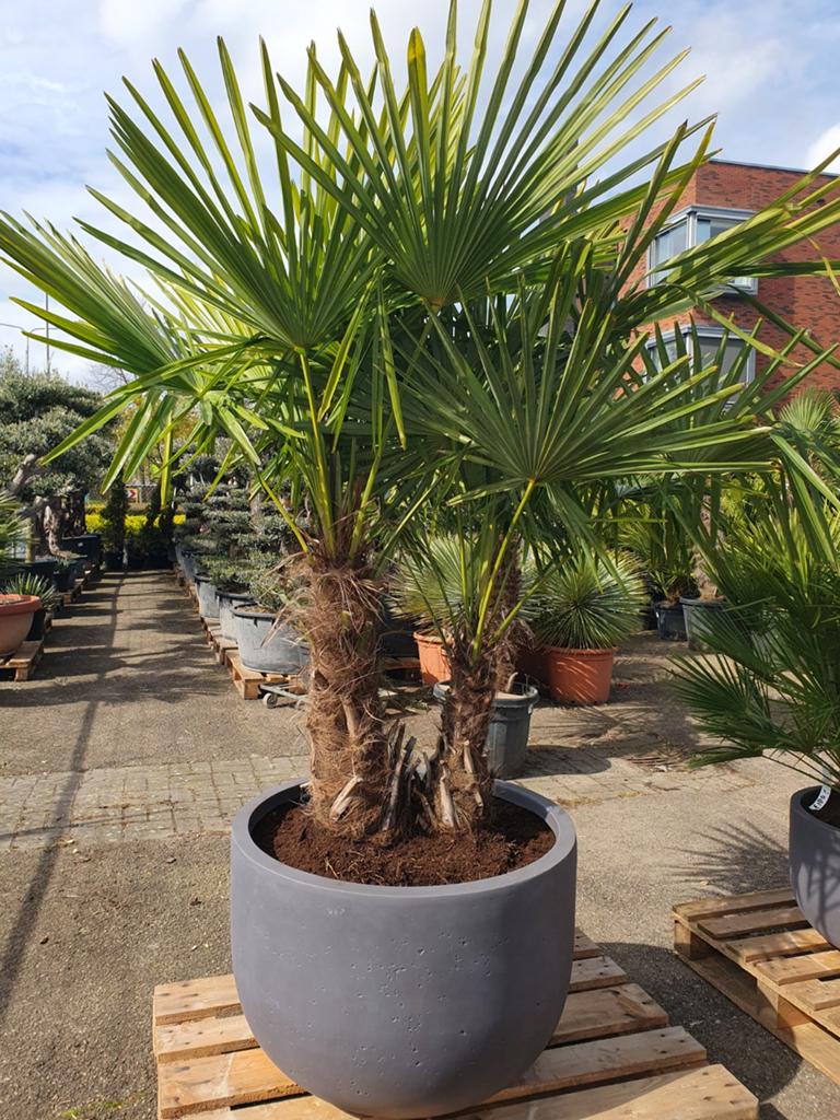 Dubbelstam palmboom, Tuin en Terras, Planten | Bomen, Ophalen