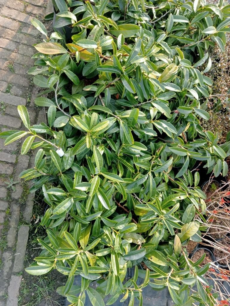 Prunus laurier, Ophalen, Overige soorten, Halfschaduw