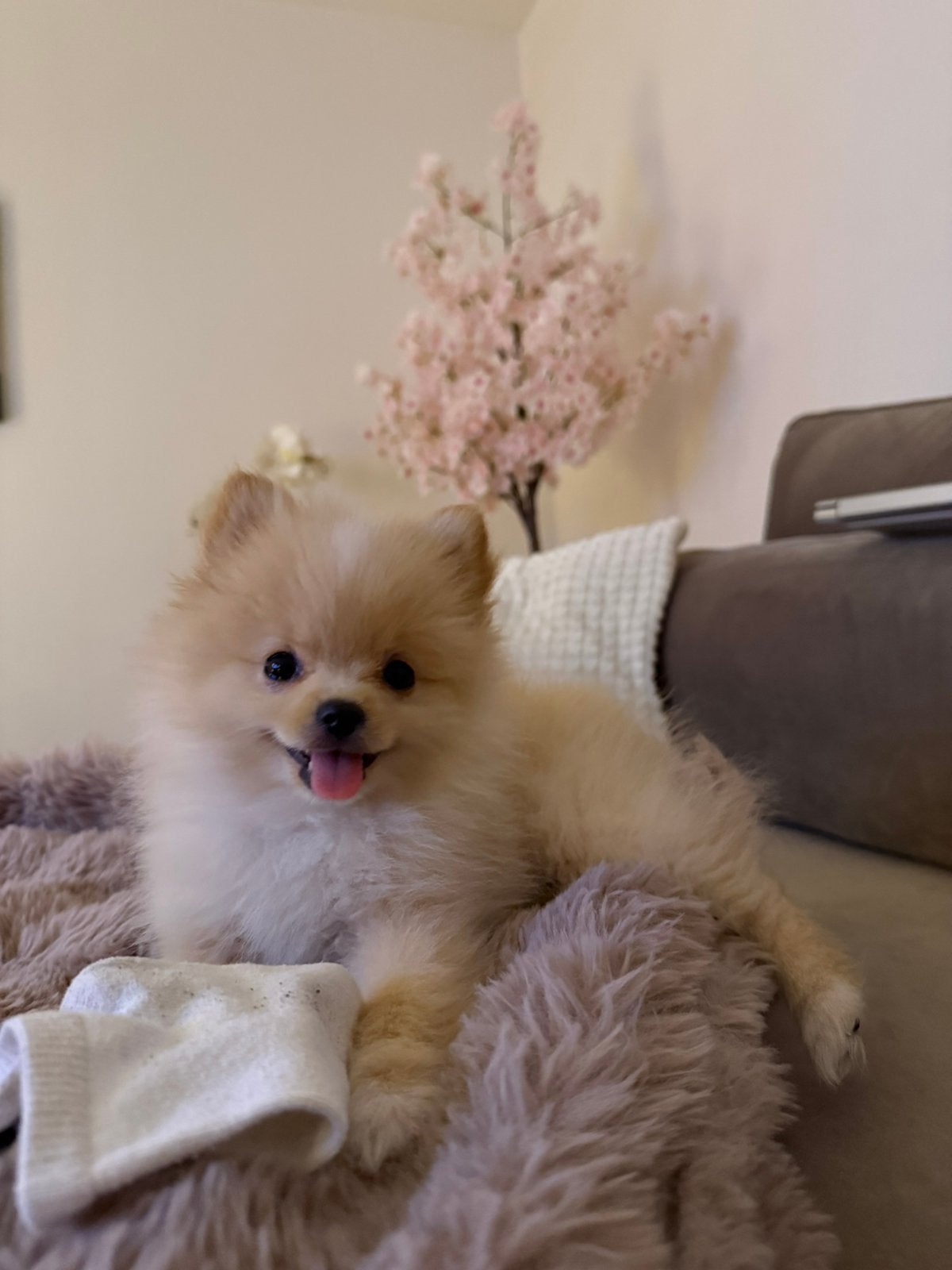 Pomeriaan pup, Parvo, Overige rassen, 8 tot 15 weken, Teef