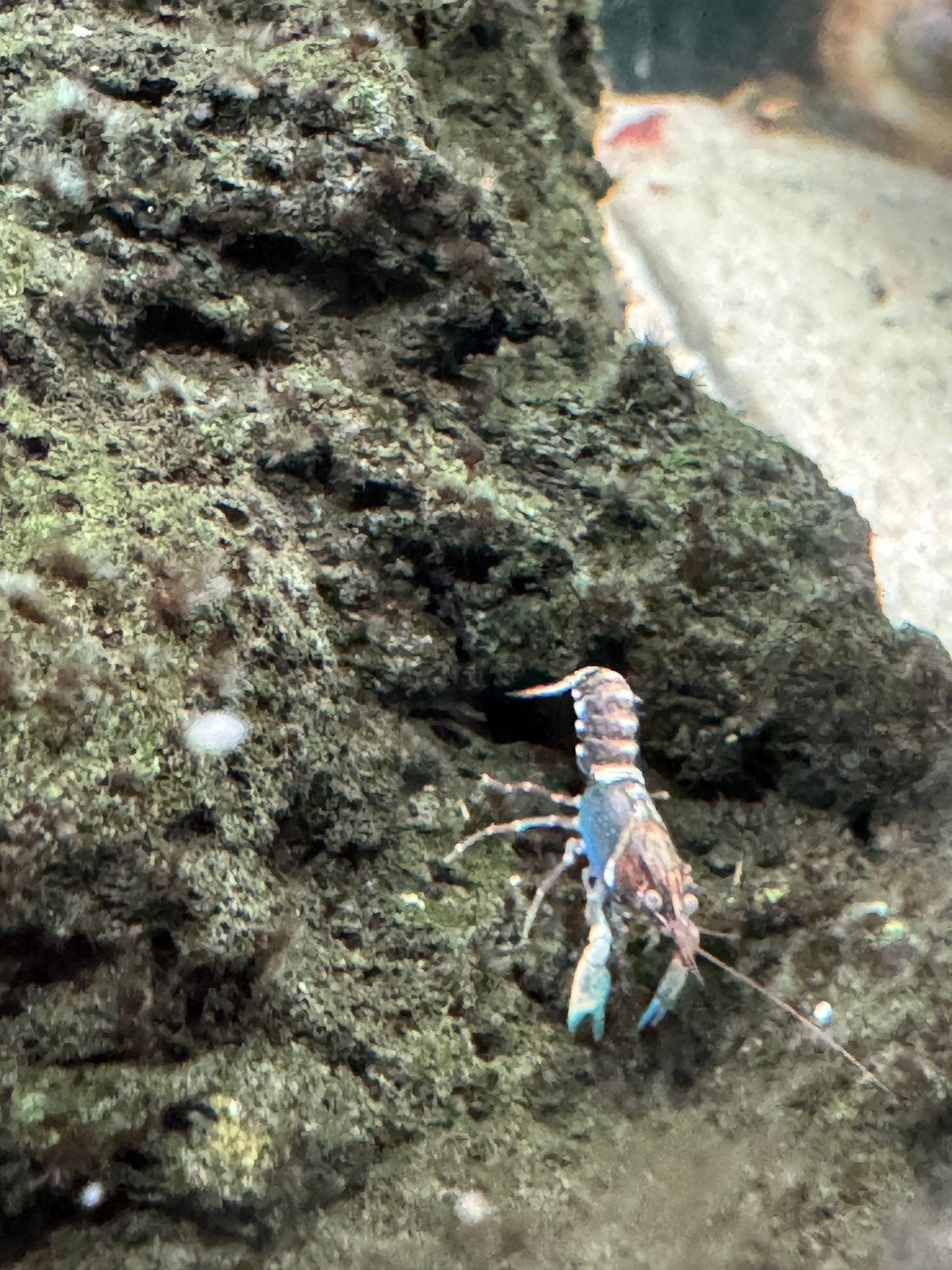 cherax kreeften, Vis