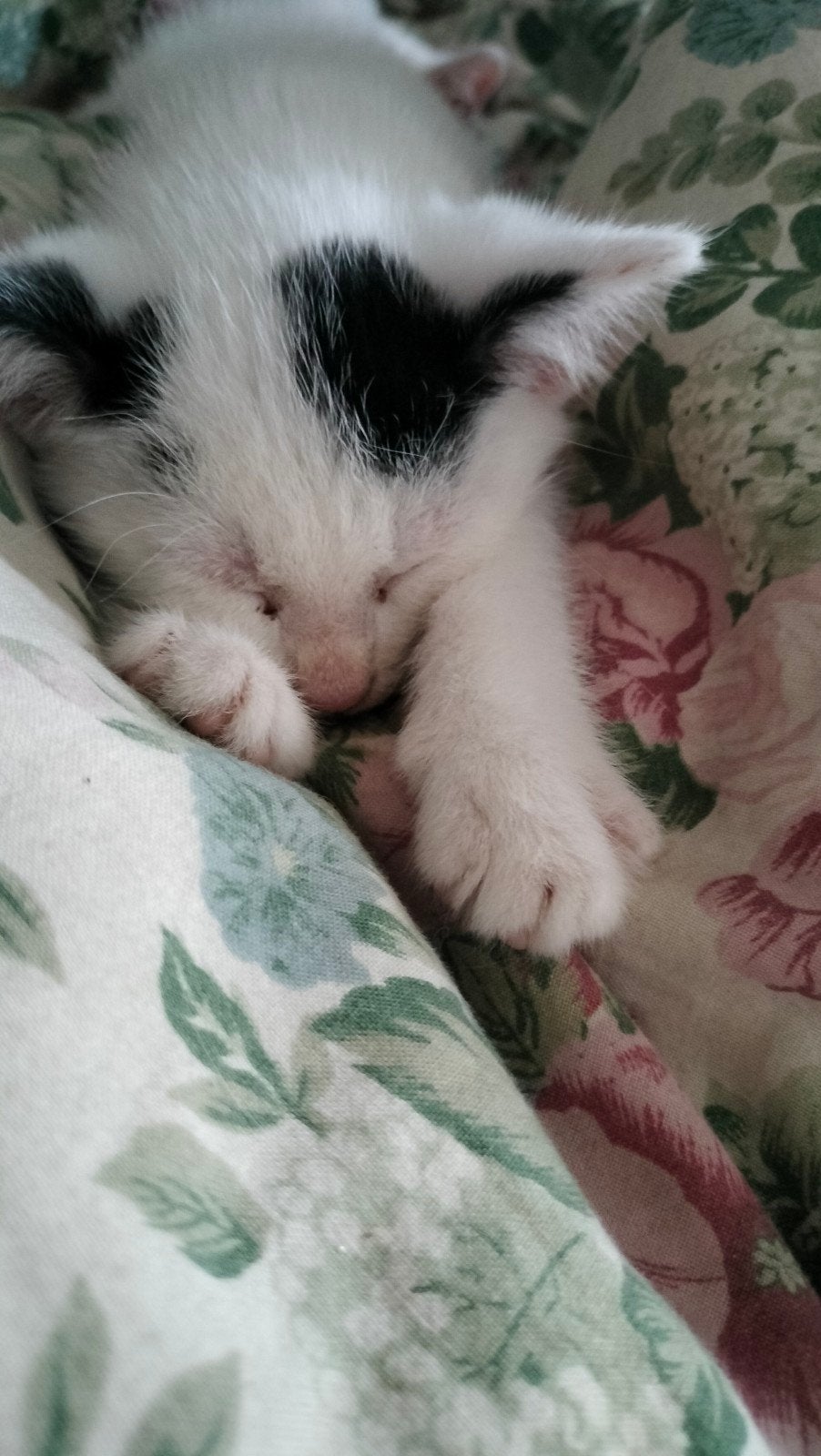 4 lieve kittens (mannetjes)