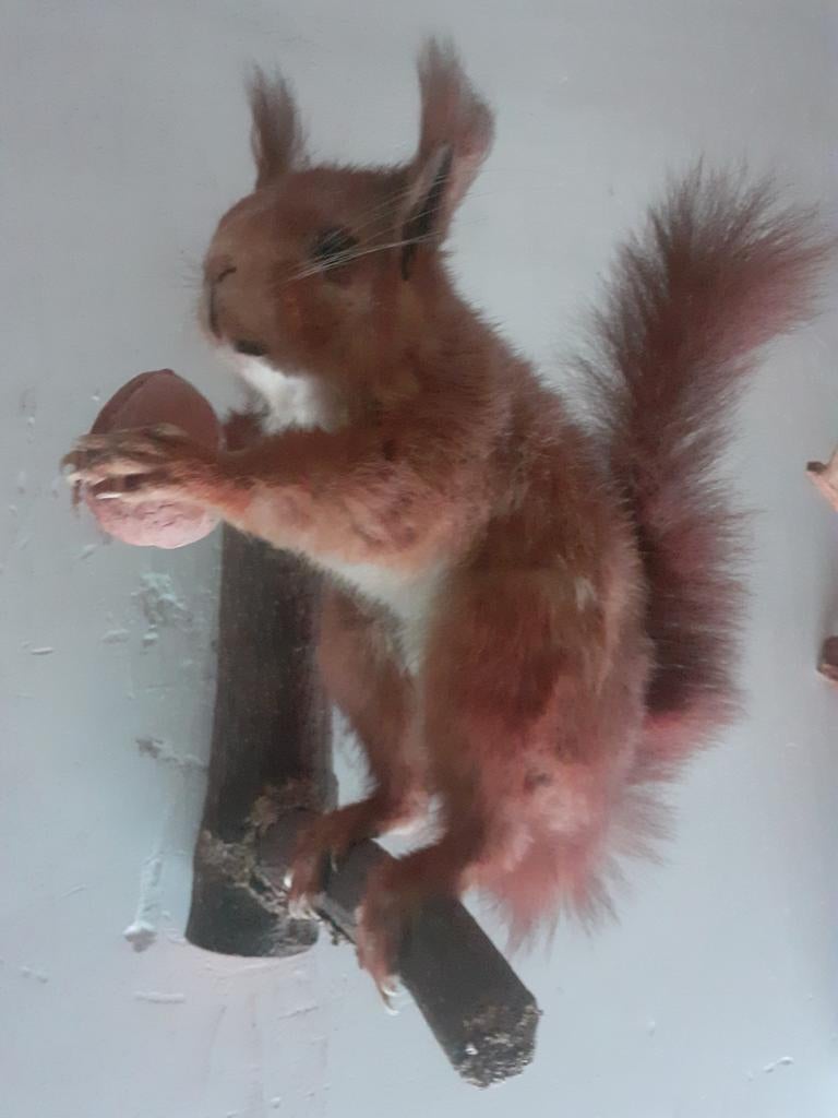 Opgezette rode eekhoorn – volle wintervacht – taxidermie, Ophalen of Verzenden, Zo goed als nieuw, Wild dier, Opgezet dier
