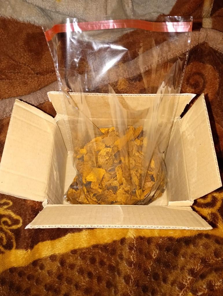 Bio Wilde Berken Chaga paddestoel, Ophalen of Verzenden