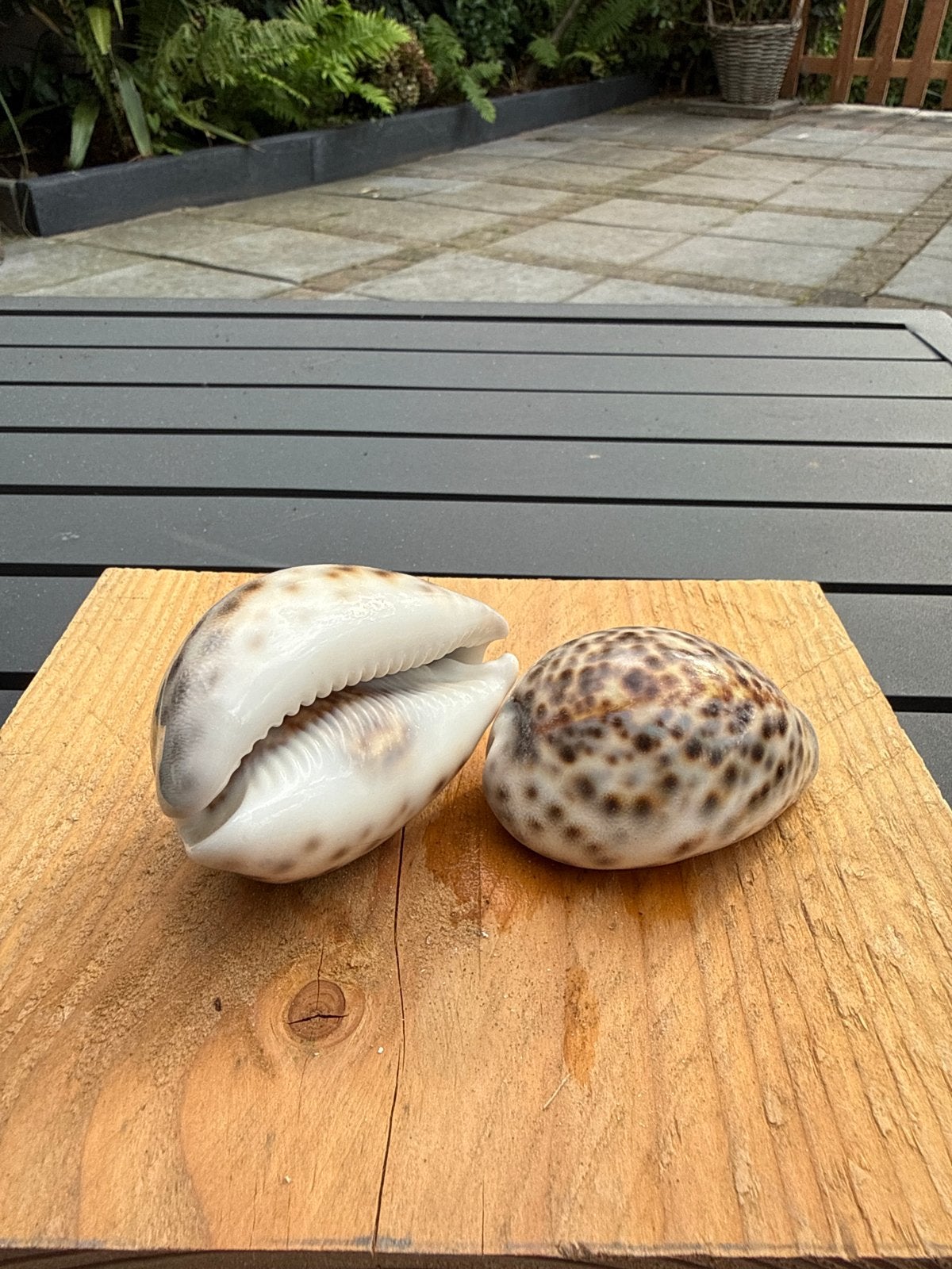 Twee prachtige kauri schelpen - decoratie, Ophalen, Zo goed als nieuw