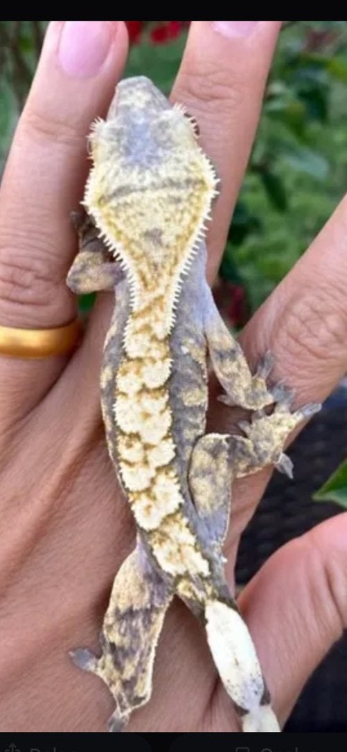GEZOCHT!, Dieren en Toebehoren, Hagedis, 0 tot 2 jaar