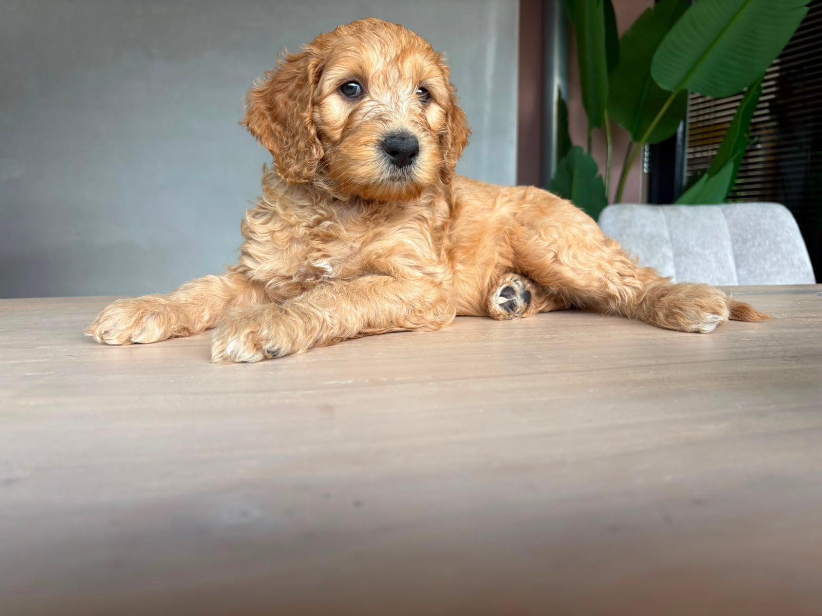 Australian Labradoodle pups – WALA erkende fokker, Overige rassen, 8 tot 15 weken, Meerdere, Meerdere dieren
