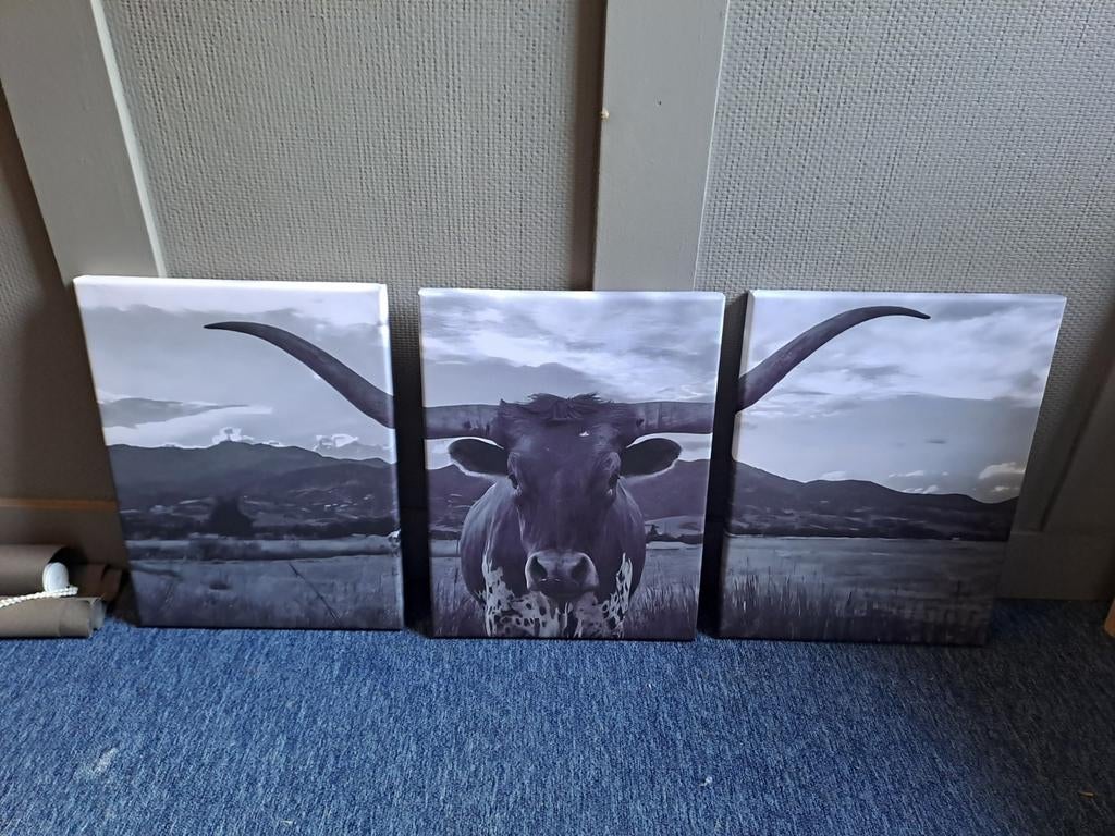 Set van 3 canvas schilderijen: Longhorn stier, Minder dan 50 cm, Ophalen of Verzenden, Zo goed als nieuw, Schilderij