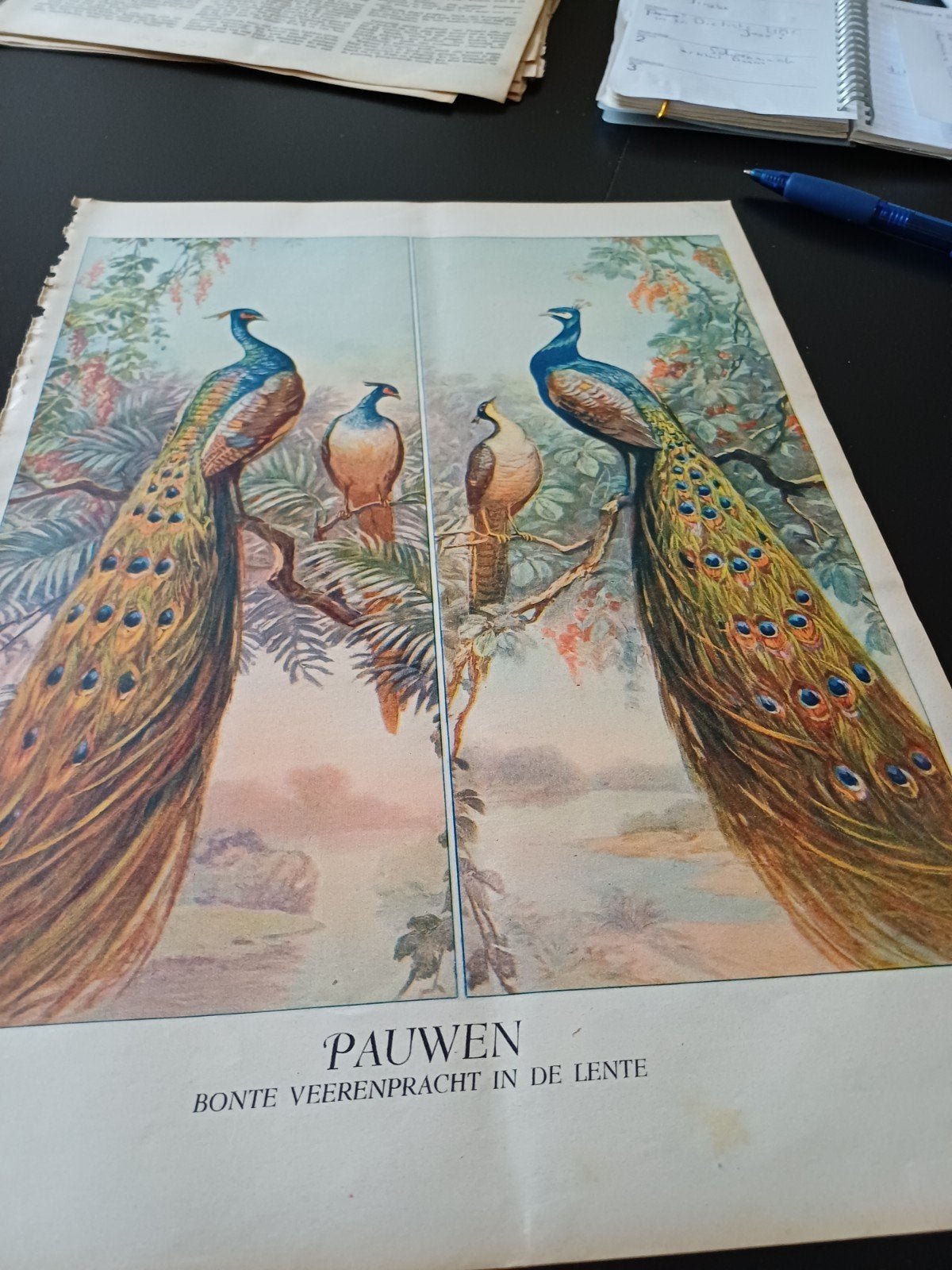 paginagrote kleuren afbeelding pauwen 1939, Ophalen of Verzenden