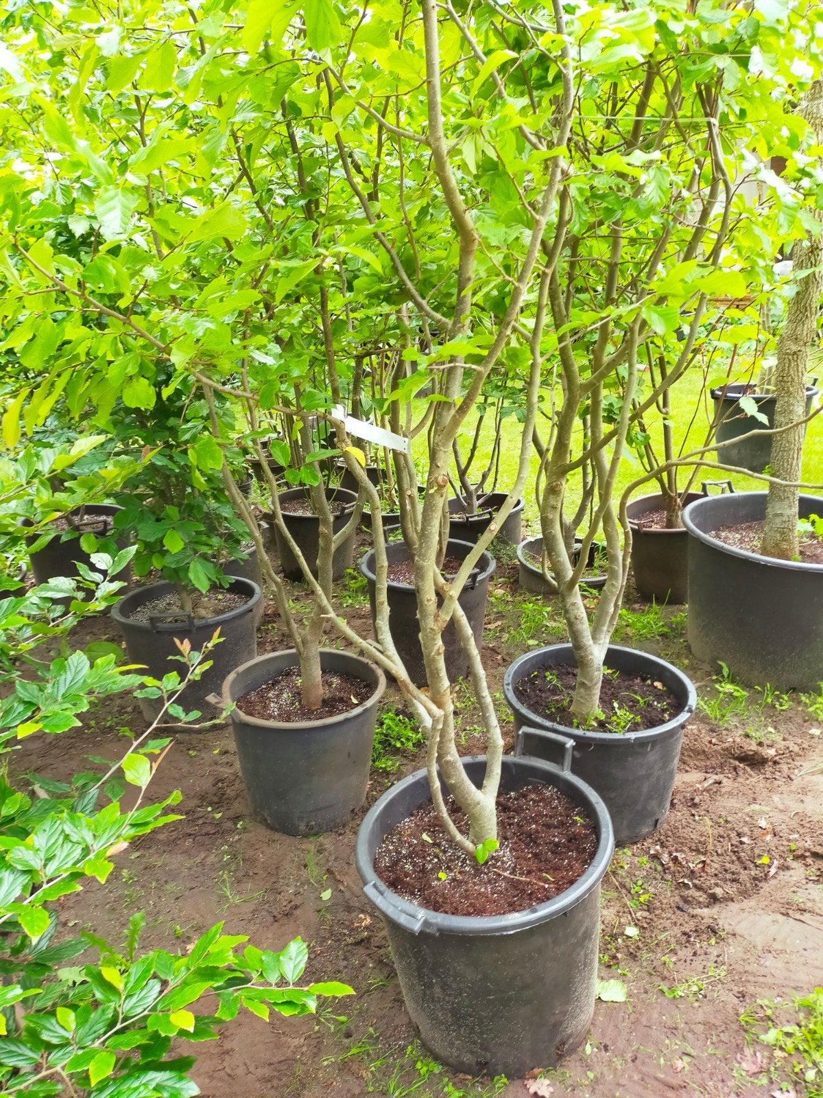 Parrotia persica, Tuin en Terras, Planten | Bomen, Overige soorten, Lente, 100 tot 250 cm, Ophalen