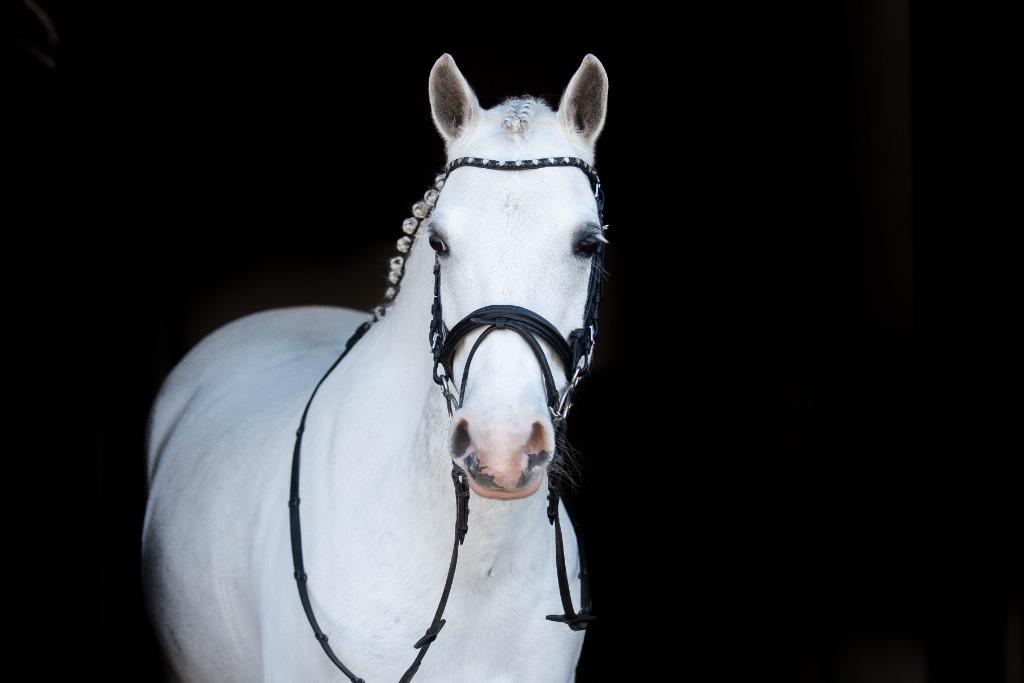 Gezocht alle soorten pony's en paarden ook met bemerkingen!, Dieren en Toebehoren, Pony's, Meerdere dieren, Niet van toepassing
