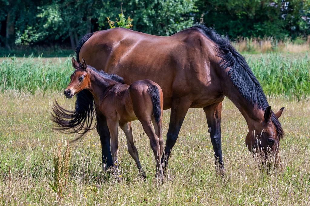 Fokmerrie Lord Leatherdale x Belisar, Dieren en Toebehoren, Paarden, Merrie, B, 165 tot 170 cm, 11 jaar of ouder, Dressuurpaard