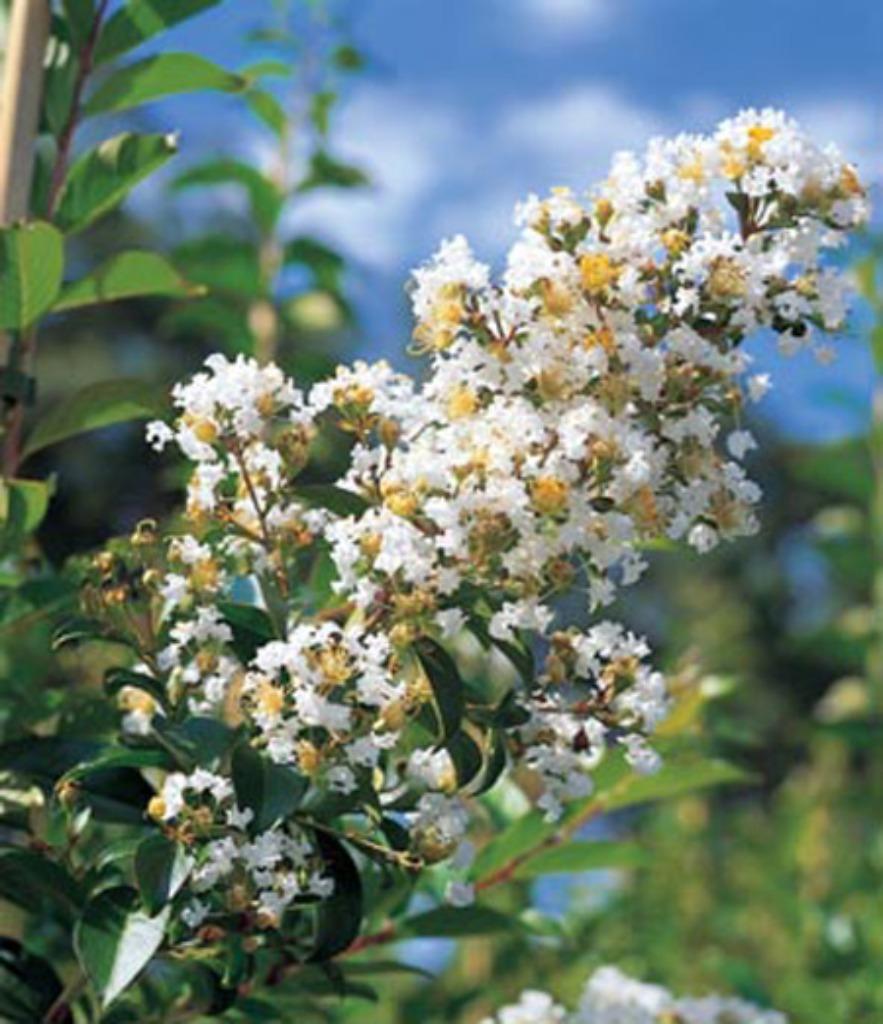 LAGERSTROEMIA NATCHEZ, INDISCHE SERING grote maat!!!, Overige soorten, Zomer, 400 cm of meer, Ophalen