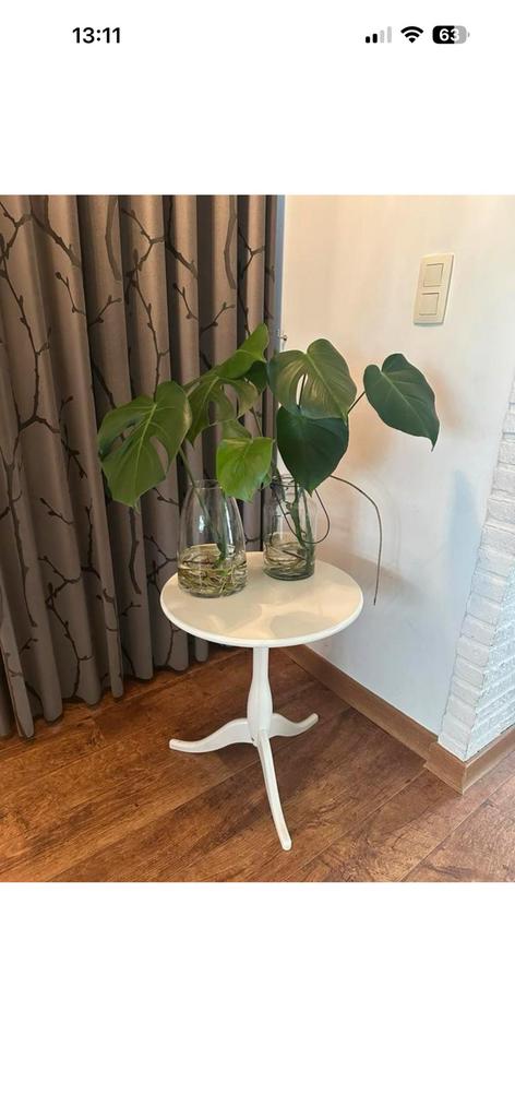 2x Monstera kamerplant plant stek stekje met vaas, Ophalen, Halfschaduw, Minder dan 100 cm