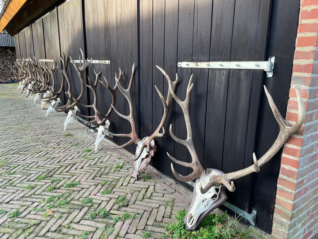 Geweien,hoorns,hertengeweien,edelhert,reebok,schouw,mancave, Ophalen of Verzenden, Zo goed als nieuw, Hert, Gewei of Kop