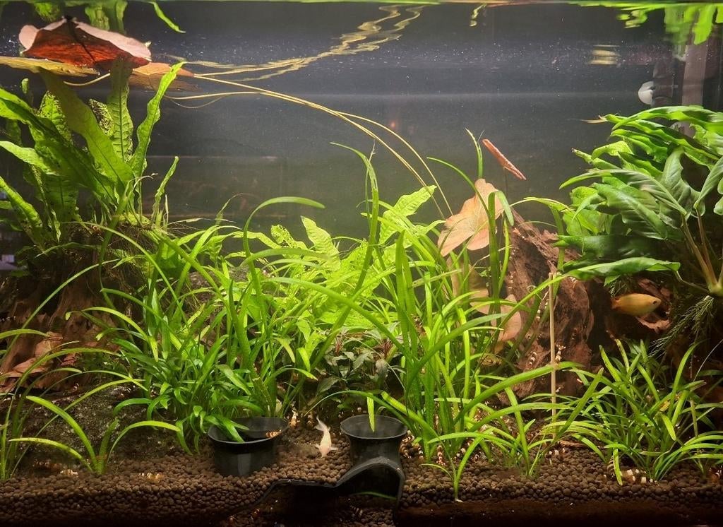 Crystal black, Kreeft, Krab of Garnaal, Zoetwatervis