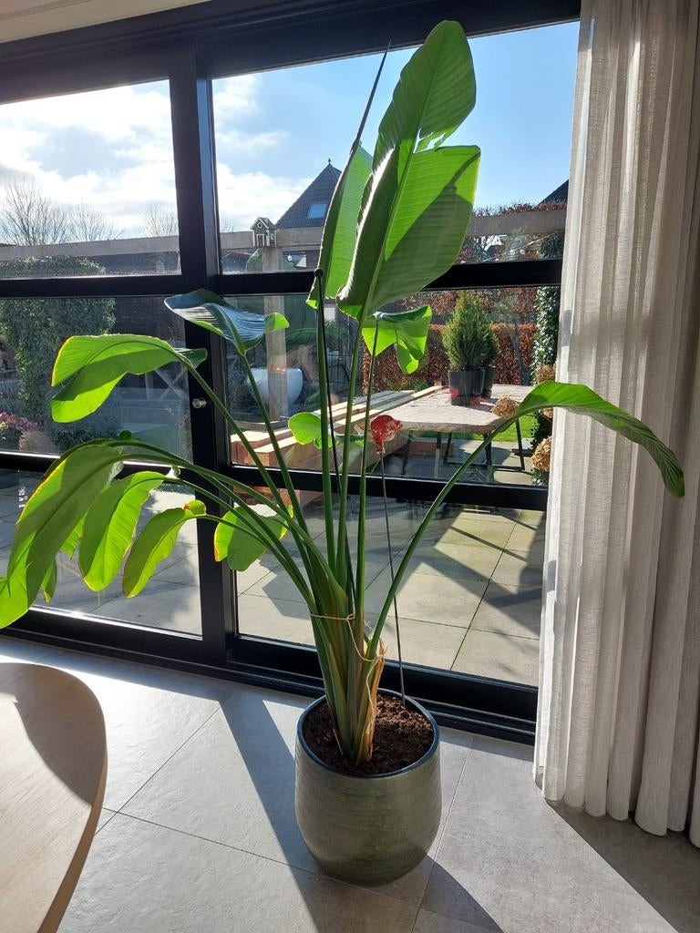 Strelitzia incl. pot, Huis en Inrichting, Kamerplanten, Ophalen, Halfschaduw, 150 tot 200 cm