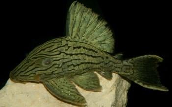 L-Nummers: L191 Panaque sp., Dieren en Toebehoren, Vissen | Aquariumvissen, Vis, Zoetwatervis
