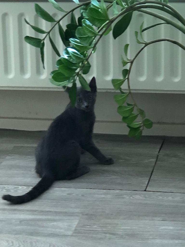 Mooie kittens