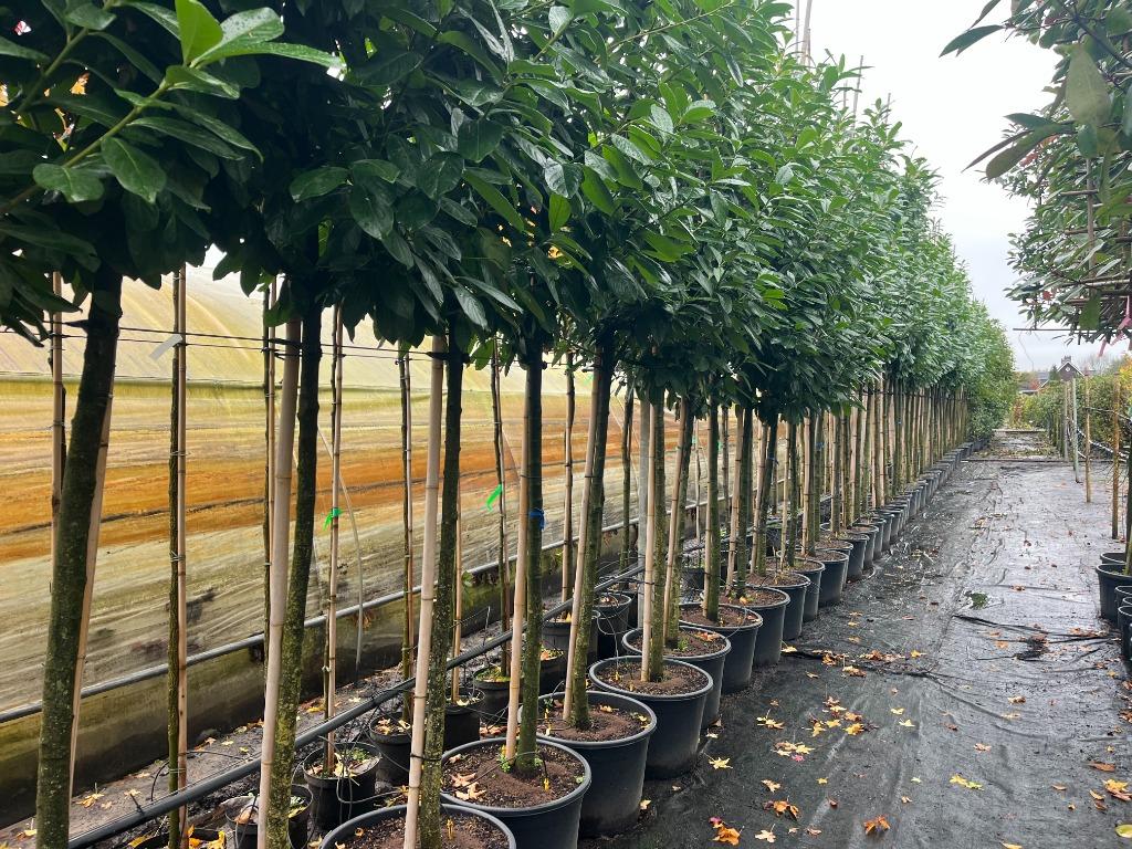 Groenblijvende bomen op stam., Ophalen, Volle zon, Overige soorten, 250 tot 400 cm