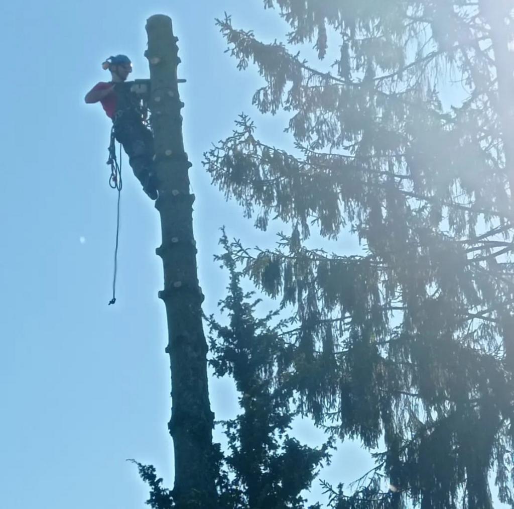 Bomen verwijderen, boom snoeien., Diensten en Vakmensen, Tuinmannen en Stratenmakers, Garantie, Tuinonderhoud of Snoeiwerk