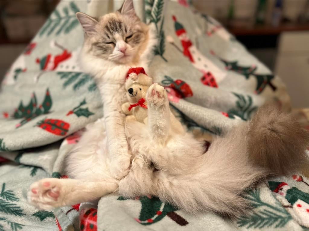 Schitterende jonge poezen te koop, heel lief karakter!, Dieren en Toebehoren, Poes, 0 tot 2 jaar