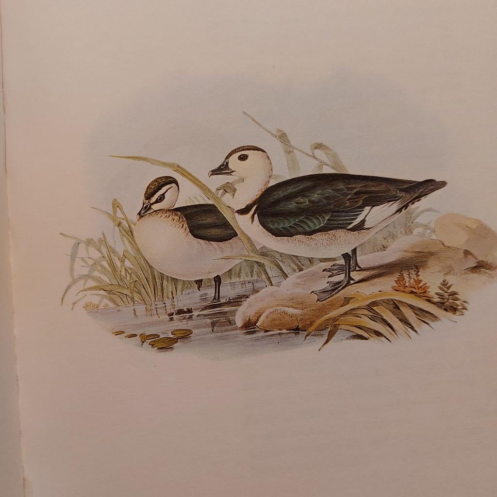 Australische Vogelwelt - A. Rutgers, Boeken, Ophalen of Verzenden, Bloemen, Planten en Bomen