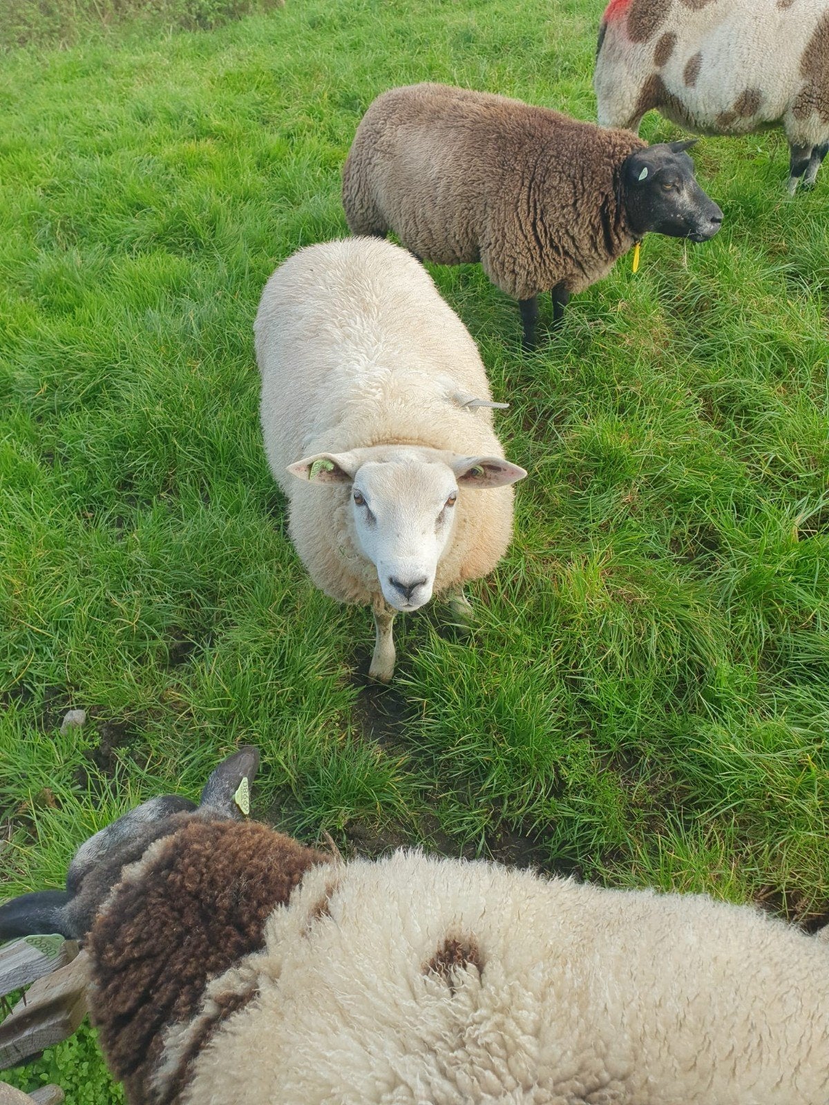 Ram, Mannelijk, Schaap, 0 tot 2 jaar