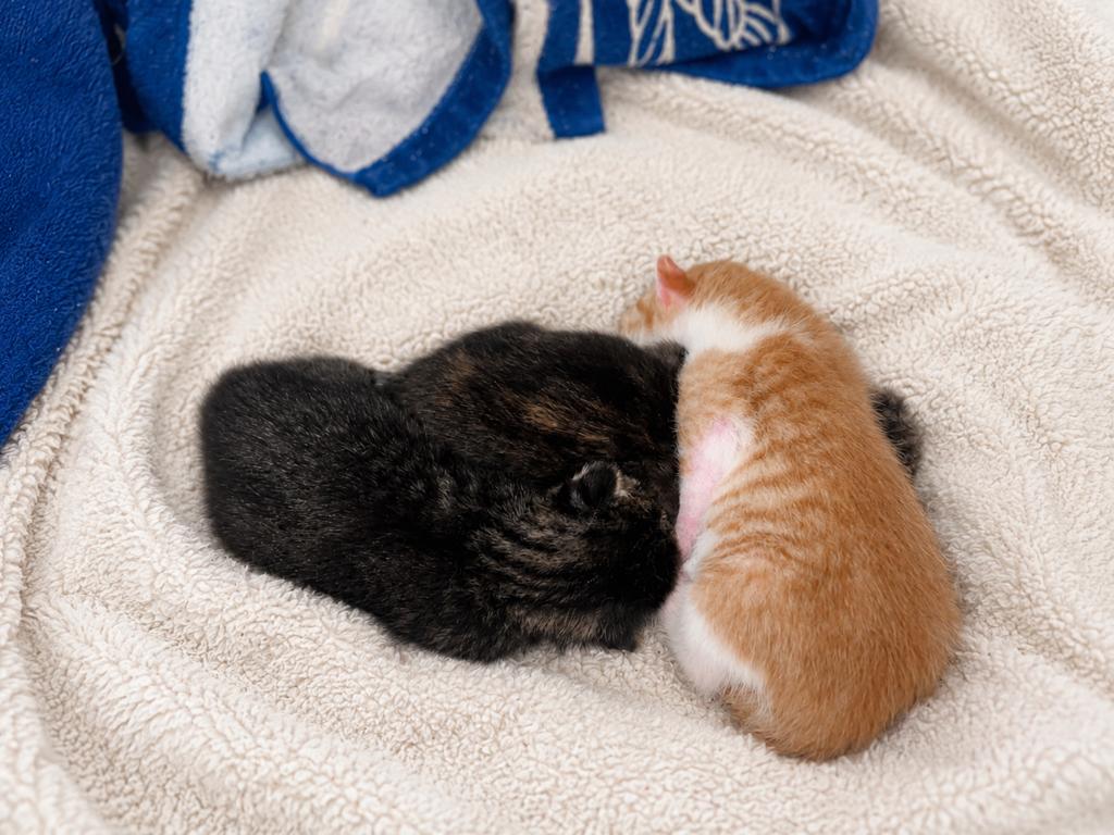 3 lieve kittens inclusief vaccinatie’s., Meerdere dieren