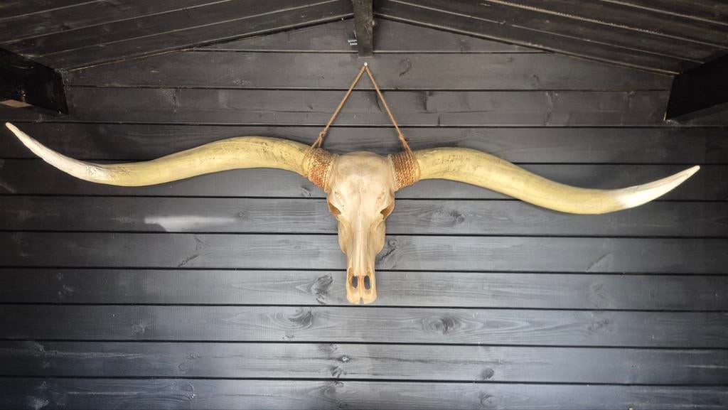 Skull, Huis en Inrichting, Woonaccessoires | Overige, Ophalen of Verzenden