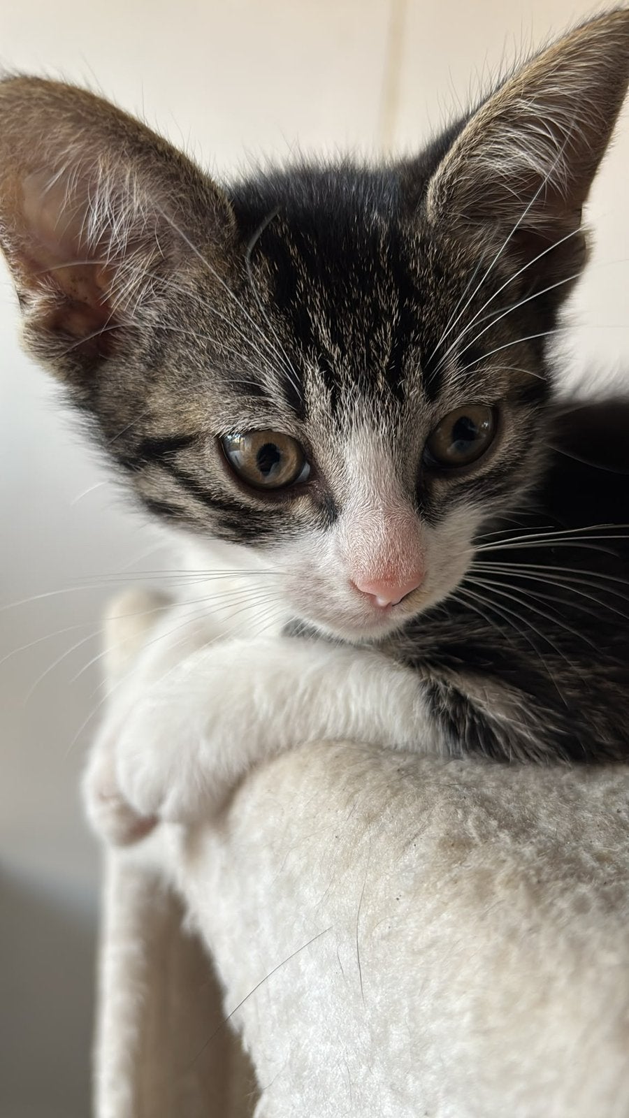 Katertje in Apeldoorn, Kater, Kortharig, 0 tot 2 jaar