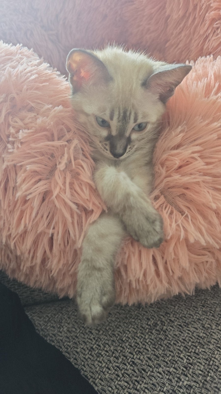 Sneeuwbengalen zusjes 1 jaar oud., Poes