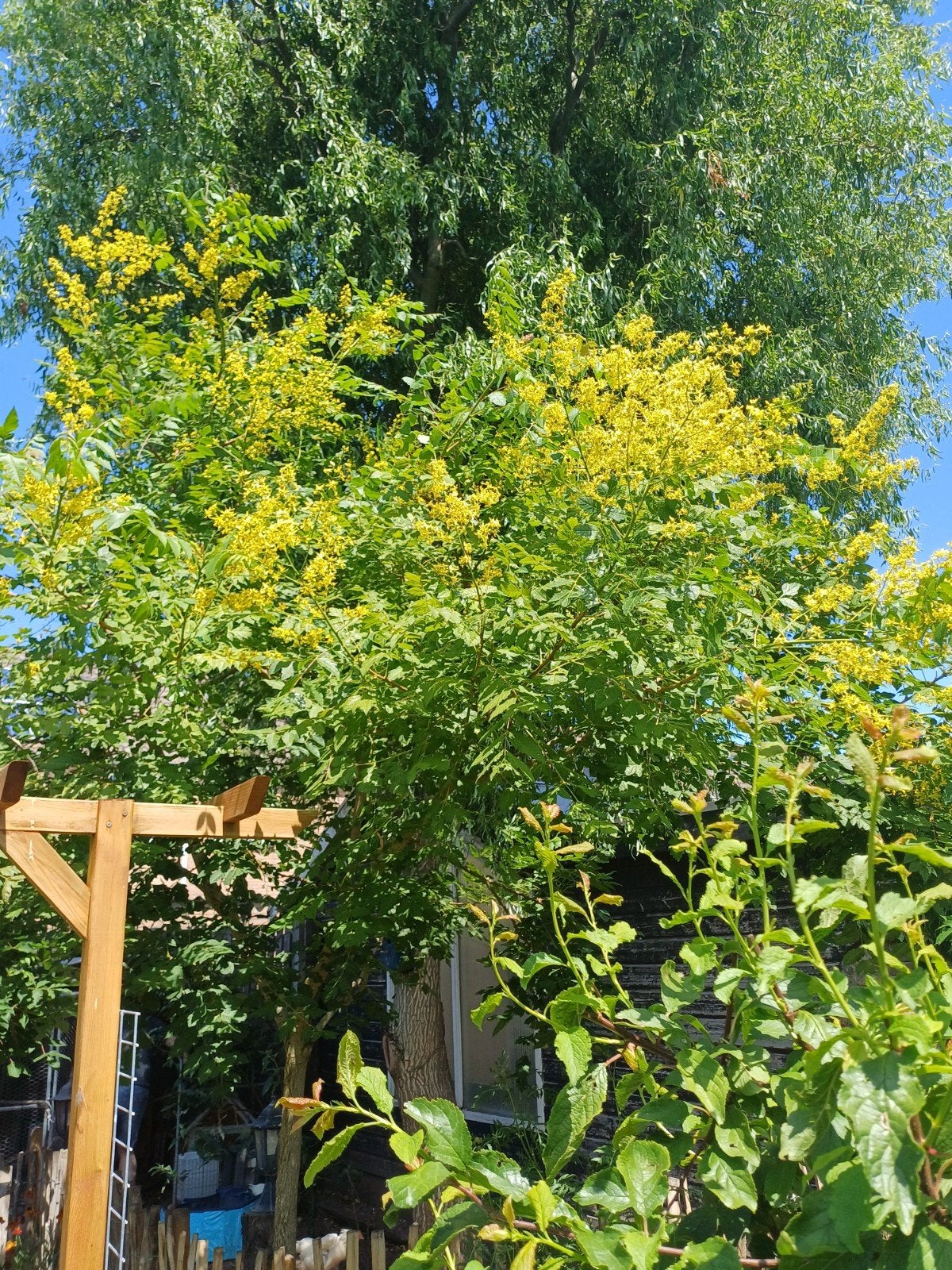 Zeepboom Koelreuteria Paniculata, Ophalen of Verzenden, Najaar, Volle zon, Zaad