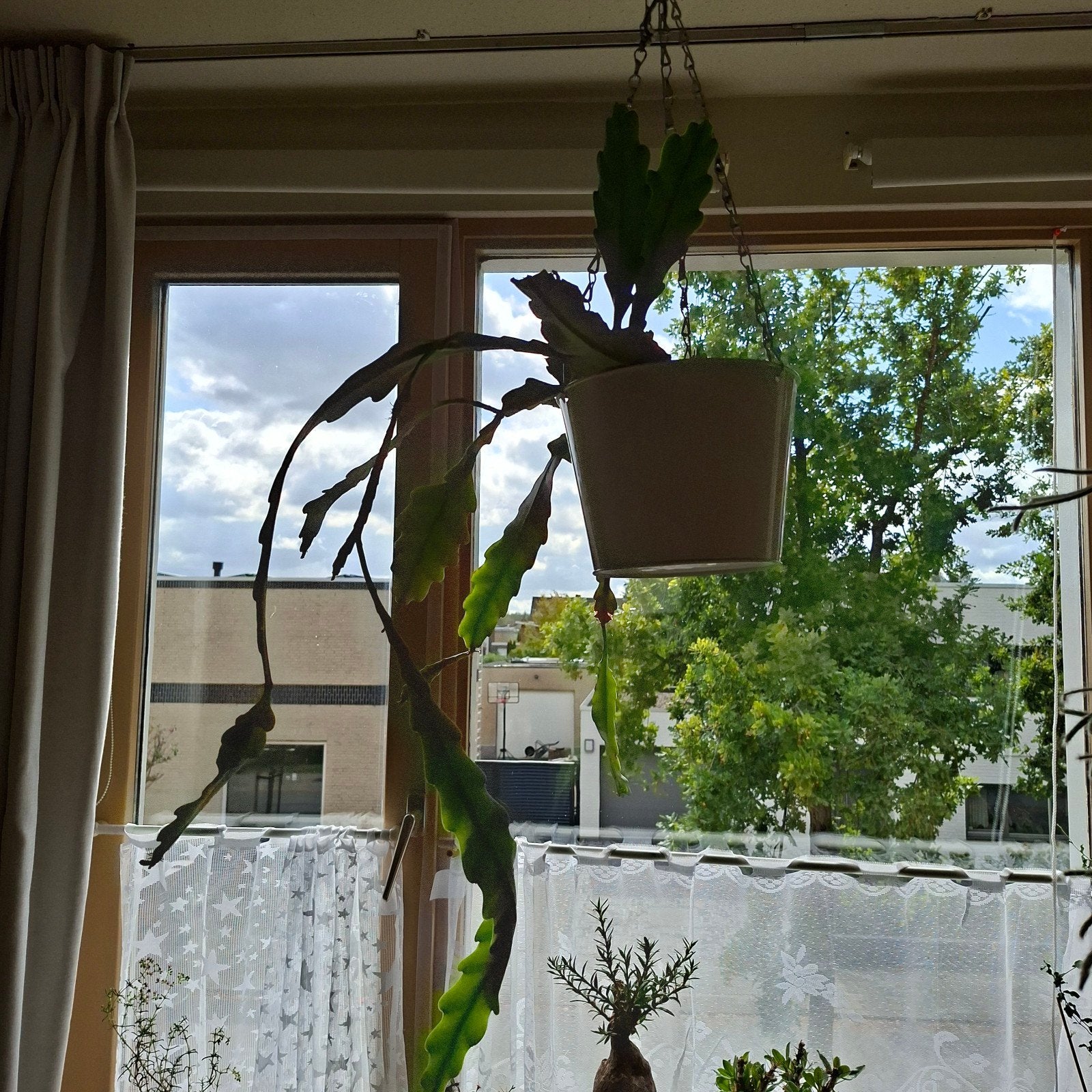 Epiphyllum cactus - hangplant, Huis en Inrichting, Minder dan 100 cm, Bloeiende kamerplant, Halfschaduw, Ophalen of Verzenden