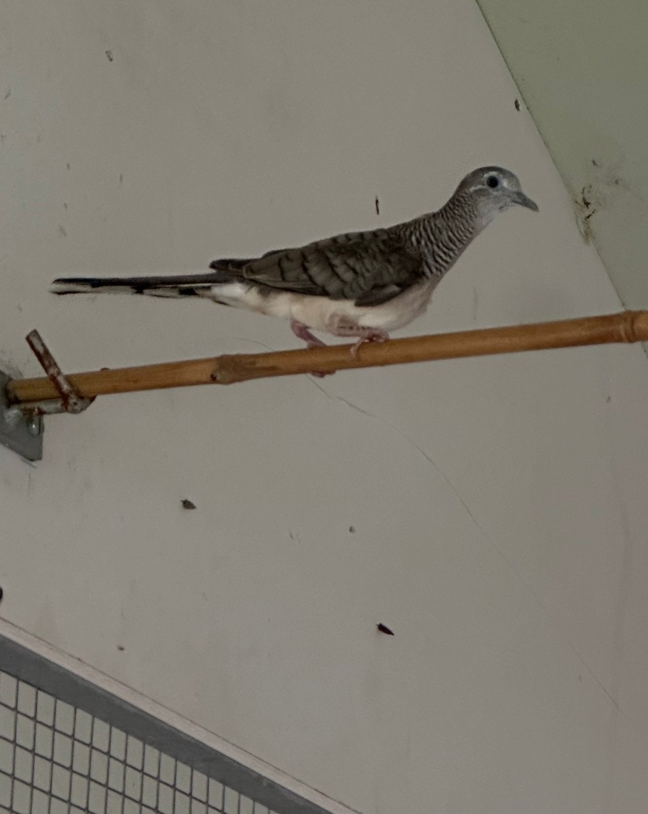 2 jonge Vredesduifjes, Dieren en Toebehoren, Geslacht onbekend