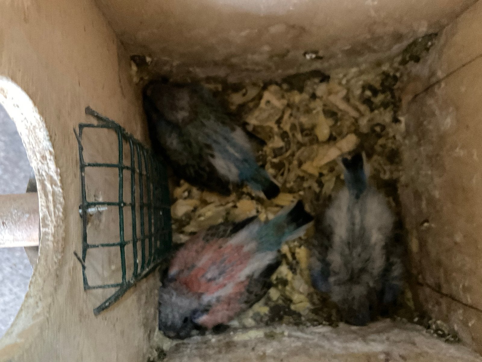 Bourke in blauw 2026 te koop, Dieren en Toebehoren, Vogels | Parkieten en Papegaaien, Meerdere dieren, Parkiet, Geringd