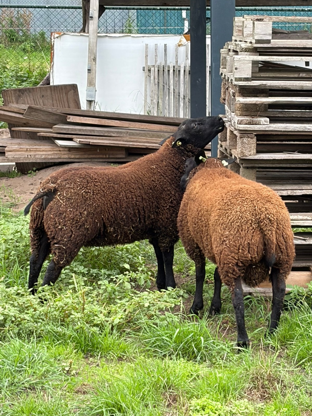 Dekrammen, Mannelijk, Schaap, 0 tot 2 jaar
