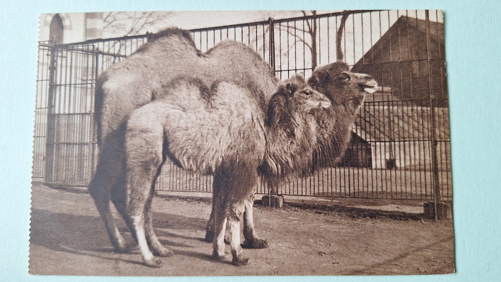Diergaarde Blijdorp *, Ophalen of Verzenden, Voor 1920, Noord-Holland