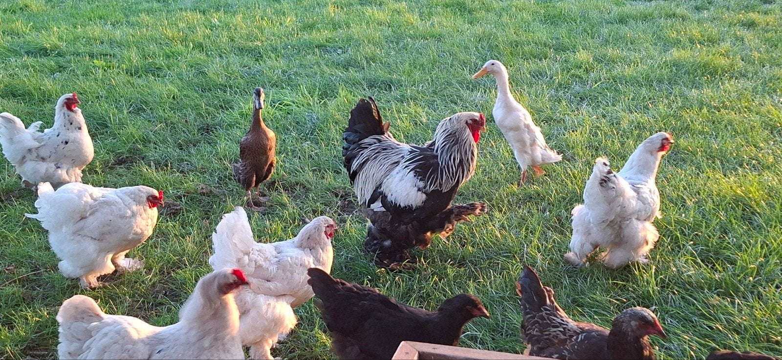 brahma haan groot 2 jaar oud ruilen andere haan, Dieren en Toebehoren, Pluimvee, Mannelijk, Kip