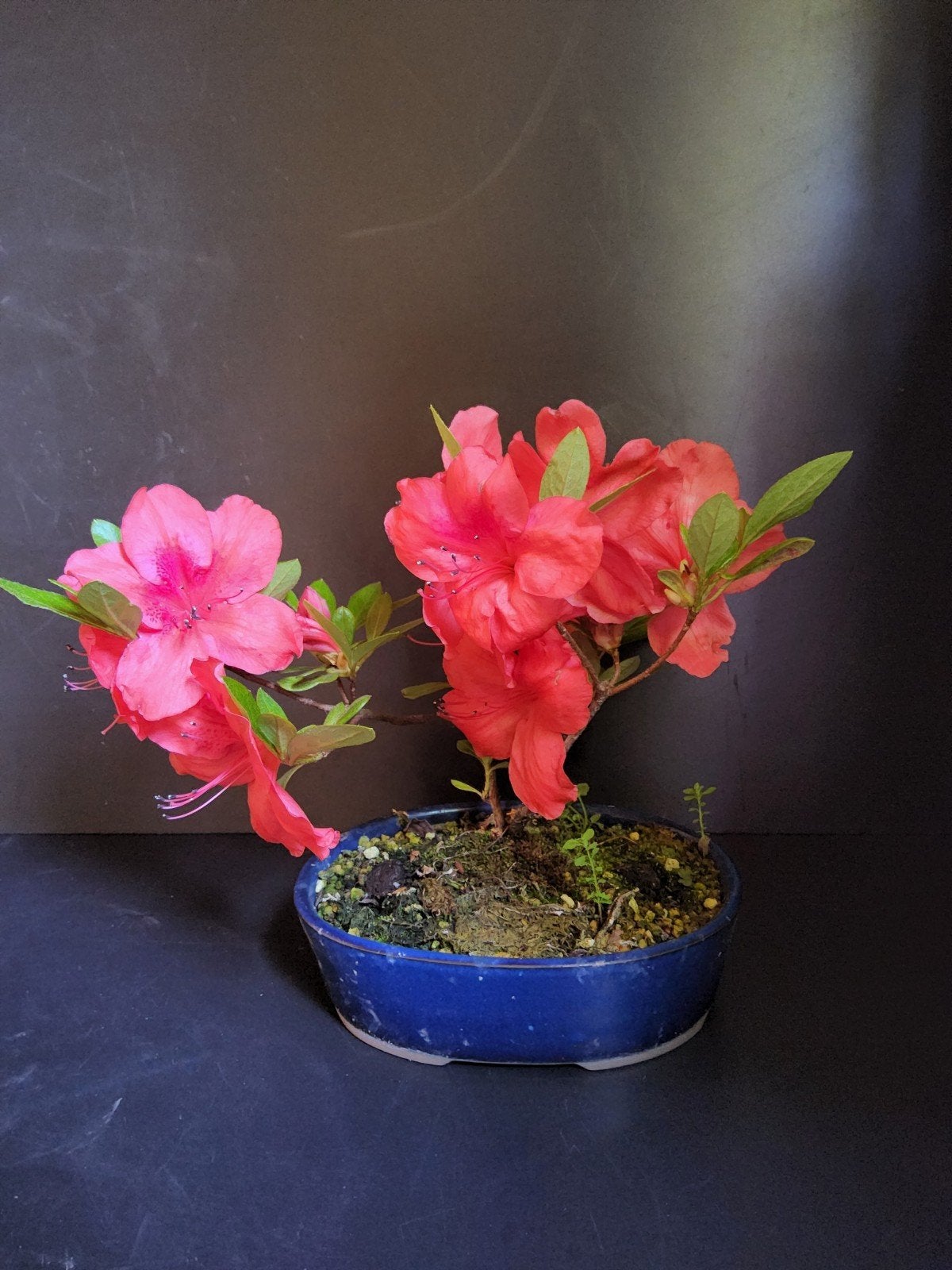 Satsuki Azalea Benigasa Bonsai - Grote Rode Bloemen, Overige soorten, Vaste plant, Ophalen of Verzenden, Halfschaduw