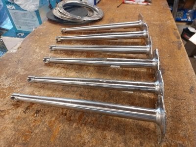 Scepter 31 cm