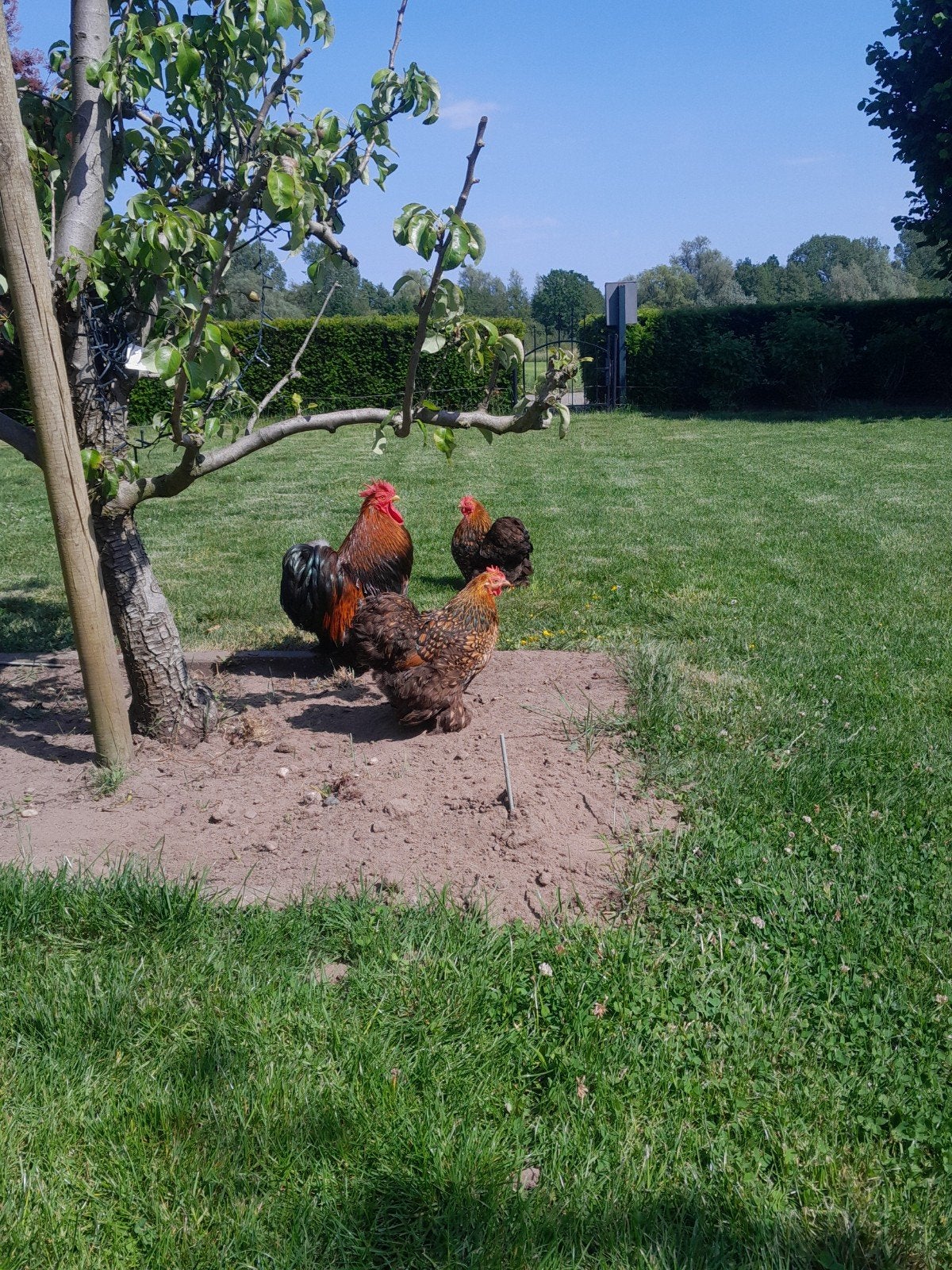 Cochin kriel/kuikens., Dieren en Toebehoren, Pluimvee