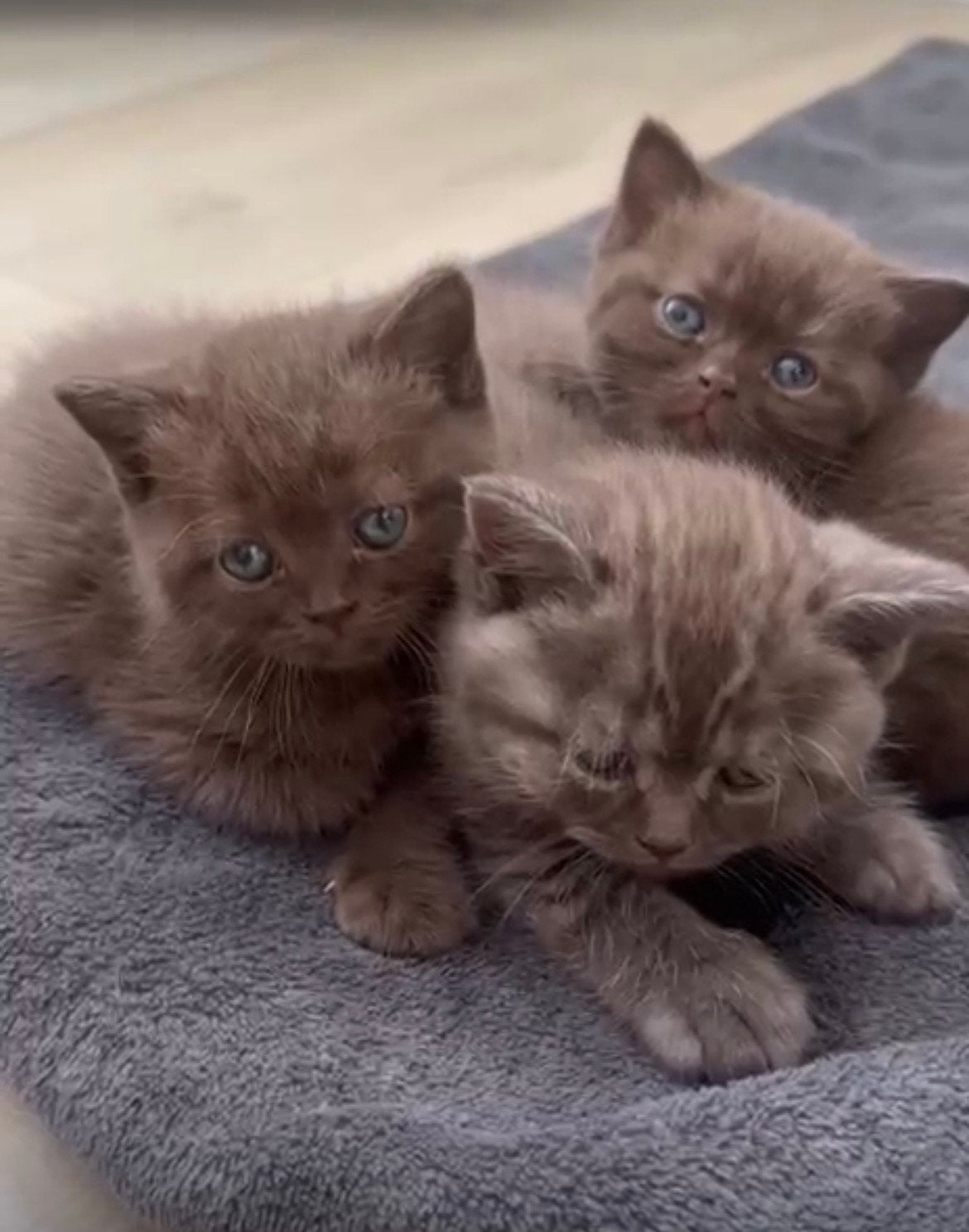 bruine britse korthaar, Poes, Met stamboom, 0 tot 2 jaar