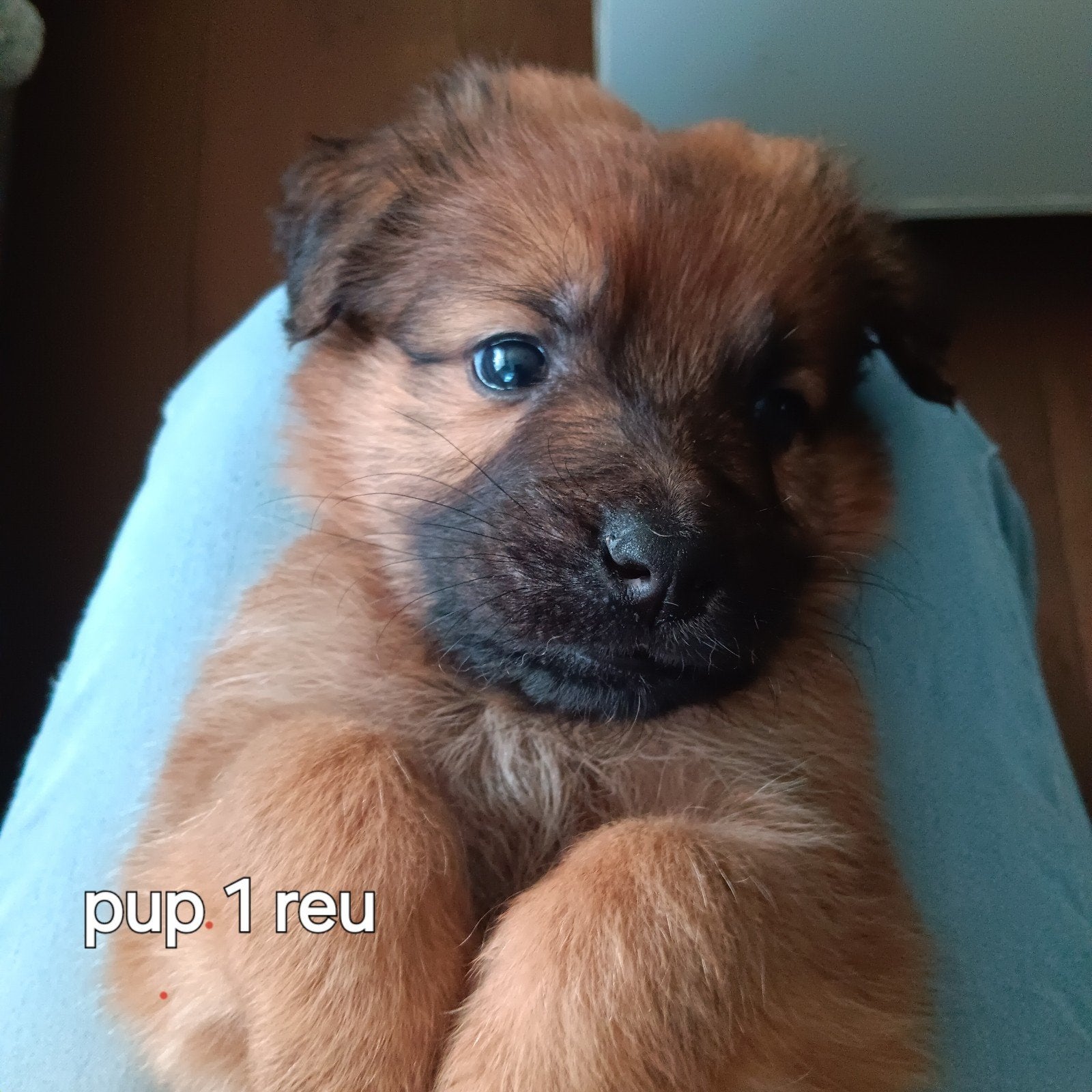 puppies leonberger/ oud duitse herder, Overige rassen, 8 tot 15 weken, Meerdere, Meerdere dieren