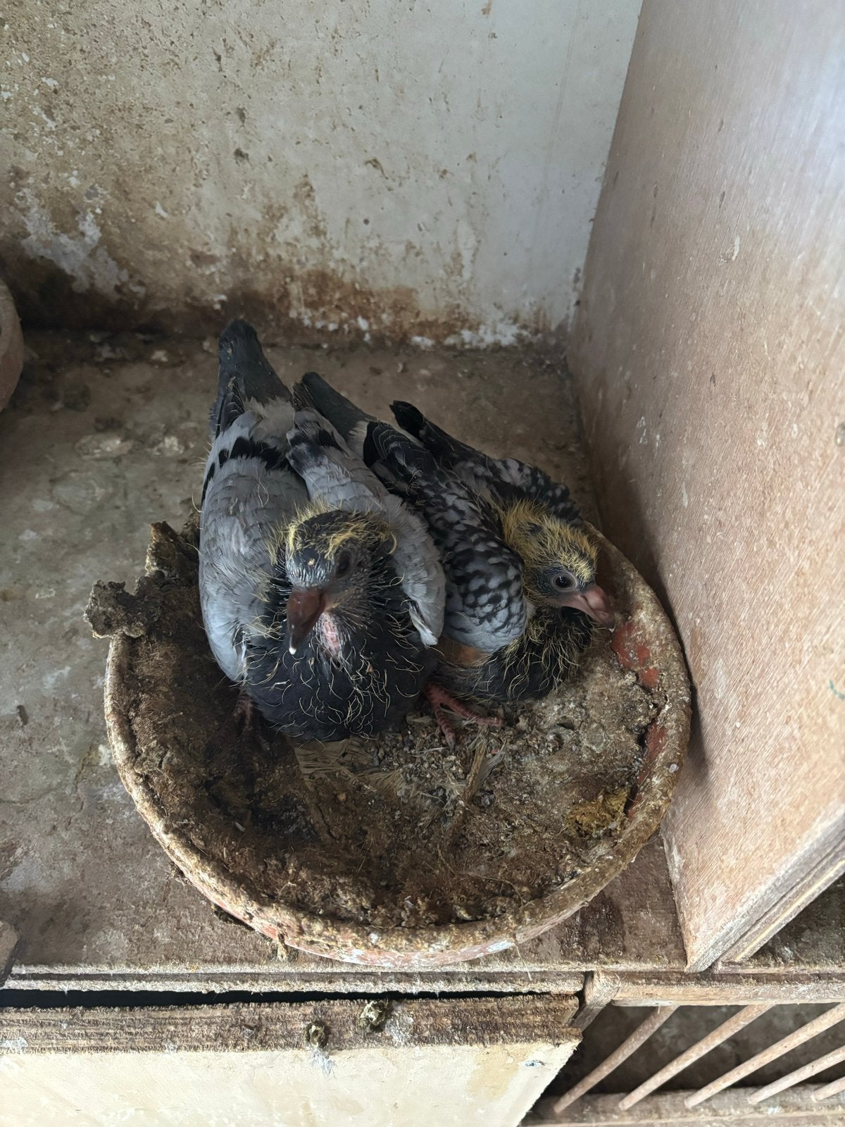 Jonge duiven, Meerdere dieren, Overige soorten
