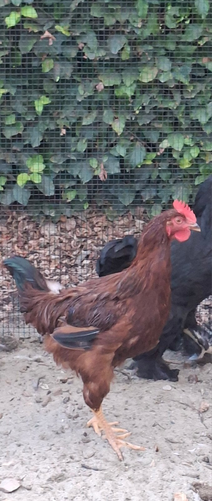 Gratis rhode red island haan, Dieren en Toebehoren, Mannelijk, Kip