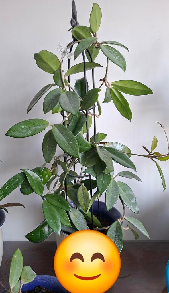 Hoya carnosa, Huis en Inrichting, Ophalen, Halfschaduw, Minder dan 100 cm